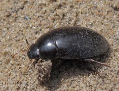 Hydrochara obtusata by Jacy Lucier. Used under a CC BY-SA 4.0 license.