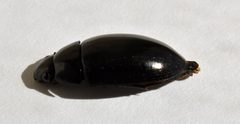 Hydrochara obtusata 1 by Fredlyfish4. Used under a CC BY-SA 3.0 license.