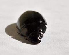 Hydrochara obtusata 2 by Fredlyfish4. Used under a CC BY-SA 3.0 license.