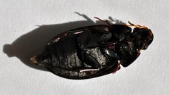 Hydrochara obtusata 3 by Fredlyfish4. Used under a CC BY-SA 3.0 license.