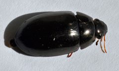 Hydrochara obtusata 4 by Fredlyfish4. Used under a CC BY-SA 3.0 license.