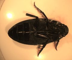 Hydrophilus insularis 1 by Fredlyfish4. Used under a CC BY-SA 4.0 license.