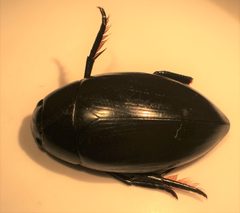 Hydrophilus insularis 2 by Fredlyfish4. Used under a CC BY-SA 4.0 license.