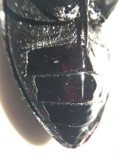 Hydrophilus insularis 3 by Fredlyfish4. Used under a CC BY-SA 4.0 license.