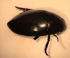 Hydrophilus insularis 4 by Fredlyfish4. Used under a CC BY-SA 4.0 license.