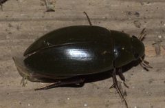 Hydrophilus triangularis P1220064a by 
xpda. Used under a CC BY-SA 4.0 license.