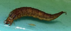 Hydrophilus triangularis larva by Fredlyfish4. Used under a CC BY-SA 4.0 license.