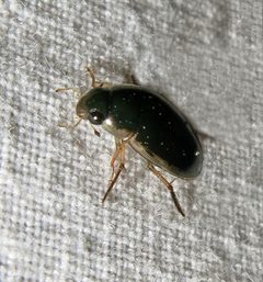 Tropisternus lateralis nimbatus by Jacy Lucier. Used under a CC BY-SA 4.0 license.