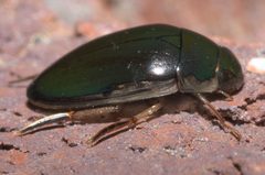 Tropisternus lateralis nimbatus P1000484a by 
xpda. Used under a CC BY-SA 4.0 license.