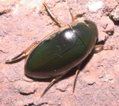 Tropisternus lateralis nimbatus P1000486a by 
xpda. Used under a CC BY-SA 4.0 license.