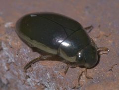 Tropisternus lateralis nimbatus P1400020a by 
xpda. Used under a CC BY-SA 4.0 license.