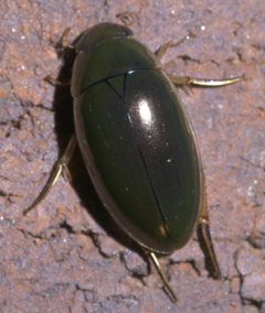 Tropisternus lateralis nimbatus P1620610a by 
xpda. Used under a CC BY-SA 4.0 license.