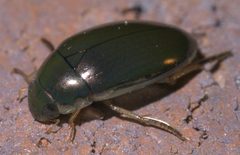 Tropisternus lateralis nimbatus P1620611a by 
xpda. Used under a CC BY-SA 4.0 license.