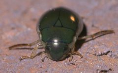 Tropisternus lateralis nimbatus P1620612a by 
xpda. Used under a CC BY-SA 4.0 license.