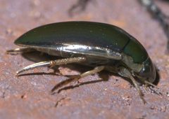 Tropisternus lateralis nimbatus P1620613a by 
xpda. Used under a CC BY-SA 4.0 license.