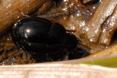 Coelostoma.orbiculare.-.lindsey by James K. Lindsey. Used under a CC BY-SA 3.0 license.