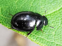 Coelostoma orbiculare IMG 20220618 105732 by Jens Milner. Used under a CC BY-SA 4.0 license.