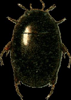 Coelostoma orbiculare Jacobson by Georgiy Jacobson. Used under a Public domain license.