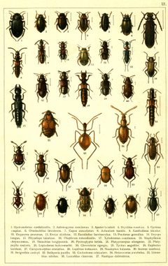 Georgiy Jacobson - Beetles Russia and Western Europe - plate 12 by see in description. Used under a Public domain license.