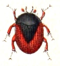 Cercyon.haemorrhoidalis.-.calwer.09.06 by Emil Hochdanz
. Used under a Public domain license.