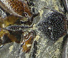 Cercyon lateralis detail by Siga. Used under a CC BY-SA 3.0 license.