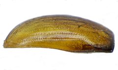 Cercyon lateralis elytron by Siga. Used under a CC BY-SA 3.0 license.