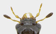 Cercyon lateralis head under by Siga. Used under a CC BY-SA 3.0 license.