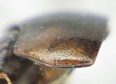 Cercyon lateralis pronotum by Siga. Used under a CC BY-SA 3.0 license.