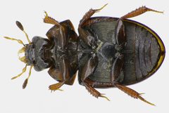 Cercyon lateralis under by Siga. Used under a CC BY-SA 3.0 license.