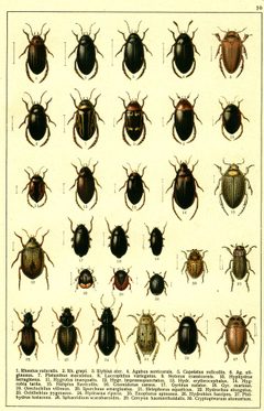 Georgiy Jacobson - Beetles Russia and Western Europe - plate 10 by see in description. Used under a Public domain license.