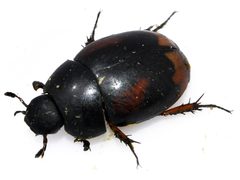Sphaeridium-scarabaeoides-01-fws by Francisco Welter-Schultes. Used under a CC0 license.