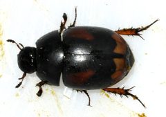 Sphaeridium-scarabaeoides-02-fws by Francisco Welter-Schultes. Used under a CC0 license.