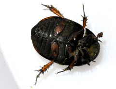 Sphaeridium-scarabaeoides-03-fws by Francisco Welter-Schultes. Used under a CC0 license.