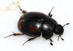 Sphaeridium-scarabaeoides-06-fws by Francisco Welter-Schultes. Used under a CC0 license.