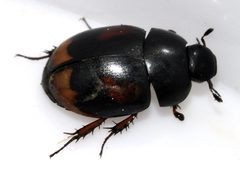 Sphaeridium-scarabaeoides-07-fws by Francisco Welter-Schultes. Used under a CC0 license.