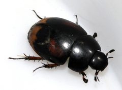 Sphaeridium-scarabaeoides-08-fws by Francisco Welter-Schultes. Used under a CC0 license.