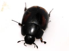 Sphaeridium-scarabaeoides-09-fws by Francisco Welter-Schultes. Used under a CC0 license.