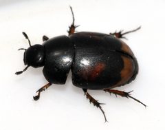 Sphaeridium-scarabaeoides-10-fws by Francisco Welter-Schultes. Used under a CC0 license.