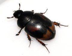 Sphaeridium-scarabaeoides-11-fws by Francisco Welter-Schultes. Used under a CC0 license.