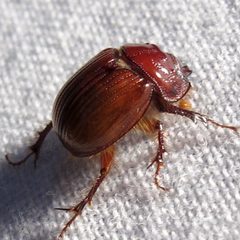 Odonteus liebecki by Jacy Lucier. Used under a CC BY-SA 4.0 license.