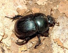 Geotrupes balyi by Mike Boone. Used under a CC BY-SA 2.5 license.