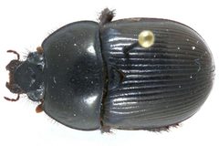 Cnemotrupes blackburni by http://v3.boldsystems.org/index.php/Taxbrowser_Taxonpage?taxon=Geotrupes+blackburnii&amp;searchTax=. Used under a CC BY 3.0 license.