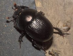 Geotrupes blackburnii - inat 56838436 by {{{name}}}. Used under a CC BY-SA 4.0 license.