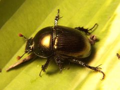 Geotrupes egeriei by Bruce Marlin. Used under a CC BY-SA 3.0 license.