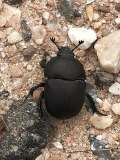 Geotrupes opacus by iNaturalist user: calinsdad. Used under a CC0 license.