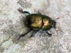 Geotrupes splendidus 160750395 by Matt Schultz. Used under a CC0 license.