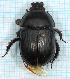 Geotrupes stercorarius-o by Magnefl. Used under a CC BY-SA 4.0 license.