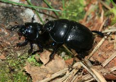 Geotrupes stercorarius - Flickr - S. Rae by S. Rae from Scotland, UK. Used under a CC BY 2.0 license.
