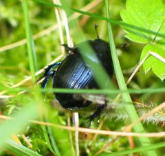 Geotrupes stercorarius zuk gnojowy small by wikipedia. Used under a CC BY-SA 3.0 license.
