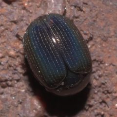 Germarostes globosus - inat 57694122 by {{{name}}}. Used under a CC BY-SA 4.0 license.